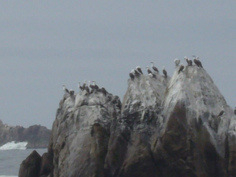 Sea lion colony
